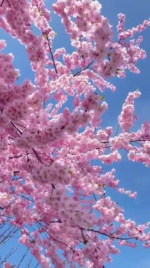 Sakura (kiraz) ağacının altında, tam çiçeklenmiş olarak bak. Arıların uçtuğu ince pembe yapraklarla kaplı dallar, mavi gökyüzüne karşı, gündüz güneşine karşı, dikey video, el kamerasıyla çekim.