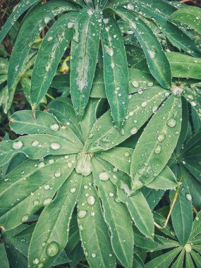 Su damlacıklarıyla kaplı canlı yeşil yapraklar yakın plan, radyal düzende dizilmiş. Parlak yüzey ve çiy damlaları taze, doğal ve tazeleyici bir görünüm yaratır..