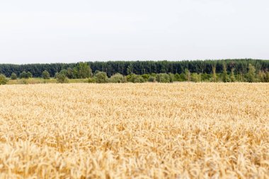 Tarım buğday tarlası geçmişi, buğday hasadı.