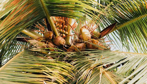 Zamknij Kokosy Palmie Kokosowej Przyrodzie — Zdjęcie stockowe