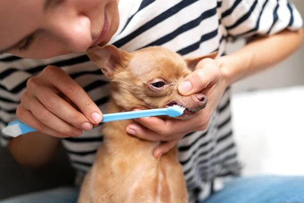 Woman pet owner cleaning teeth of her small Dog Toy Terrier at home.
