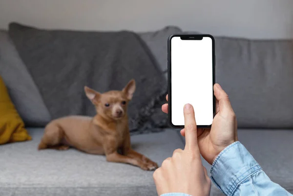 Mobile app for pets owner, blank screen of mobile phone with touch screen and dog in background.