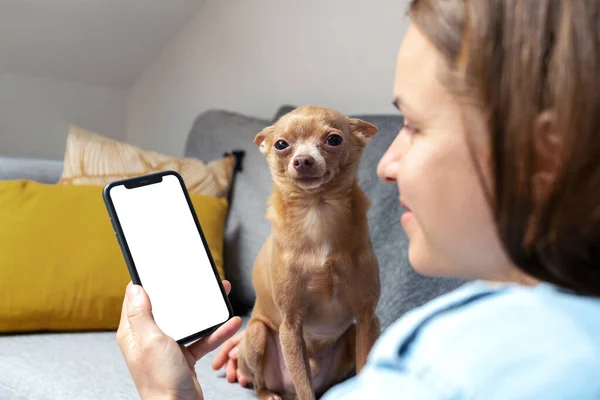 Online shopping for pets, pet owner with mobile phone and dog.