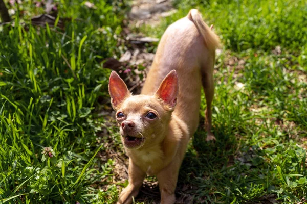 Purebred dog Toy Terrier playing outdoors in summer.