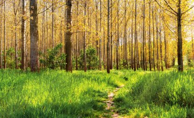Sonbaharın başlangıcında manzara ormanı ve yürüyüş yolu, kıtasal iklim.