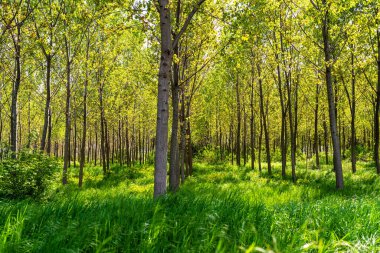 Baharın ortasında ekilen orman manzarası.