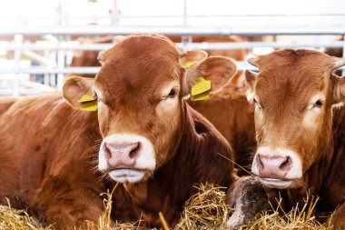 Çiftlikte yetişmiş genç sığırlar..