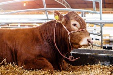 Sığır çiftliğinde yüzüklü boğa yatıyor..