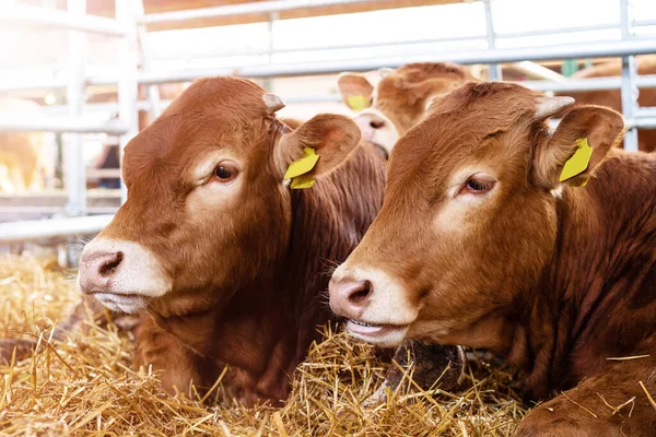 Çiftlikte yetişmiş genç sığırlar..