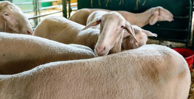 Çiftlikteki otlakta koyun sürüsü, kameraya bakan beyaz koyun..