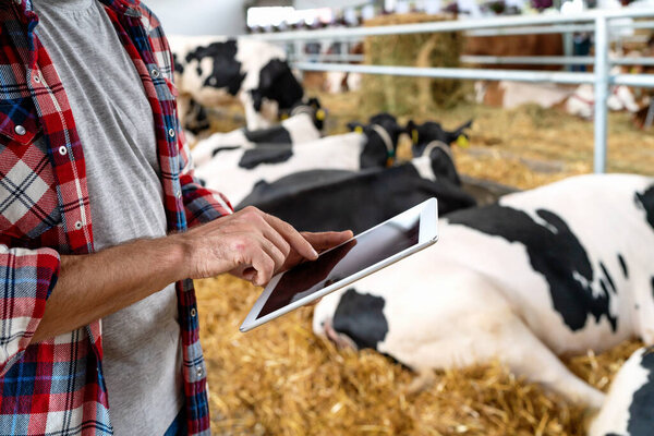 Современный фермер использует цифровые планшеты на животноводческой ферме на фоне коров, получает цифровые данные микрочипов, встроенных в коров.