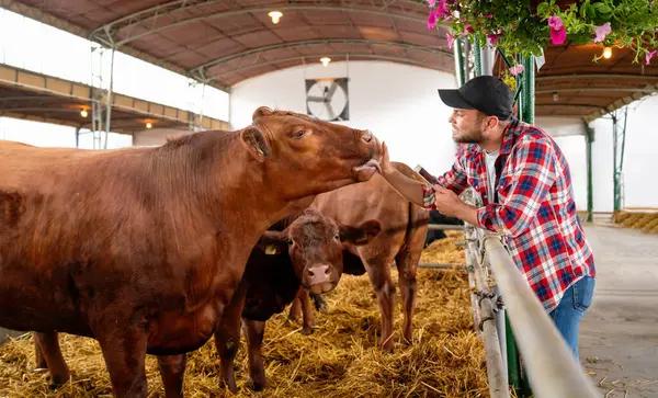 Genç yetişkin çiftçi çiftlik hayvanlarının otlaklarında inek besliyor ve gülümsüyor. Çiftçi ve inekler arasındaki etkileşim sırasında olumlu duygular.