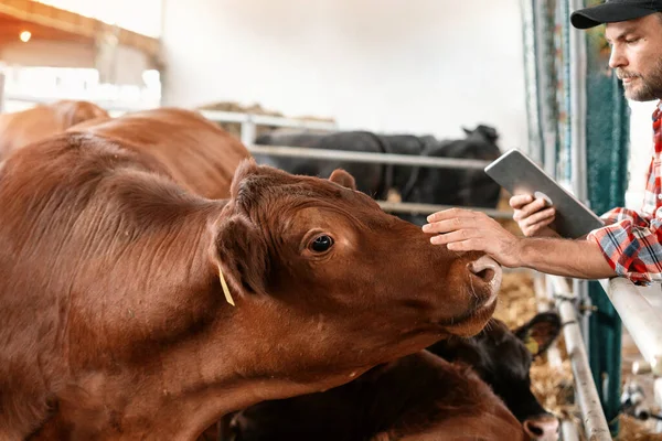 Dijital tabletli çiftçi sığır çiftliğindeki inekleri kontrol ediyor..