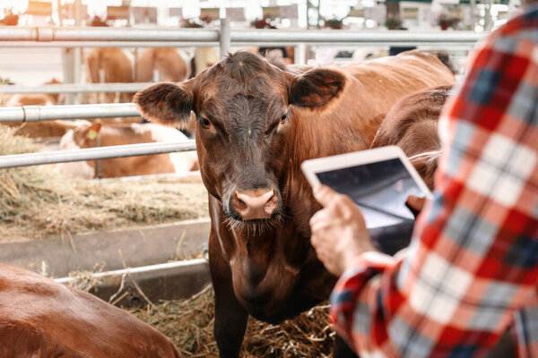 Корова смотрит на цифровые планшеты в руках фермера.