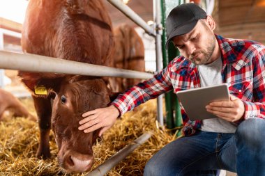 Çiftçi, bir süt çiftliğindeki ineklerin performansını analiz ediyor..