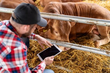 Elinde dijital tabletle çiftçi ve çiftlik hayvanı çiftliğinde sığır ineği..