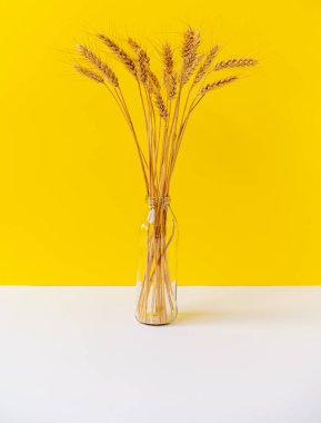 Sarı arka planda cam şişeden yapılmış vazodaki kuru buğday saplarından oluşan minimalist bir yaşam.. 