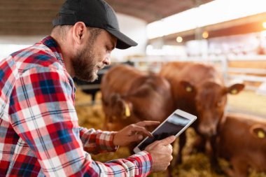 Çiftçi, bir süt çiftliğindeki ineklerin performansını analiz ediyor..