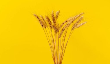 Sarı arkaplan önünde buğday kulakları.