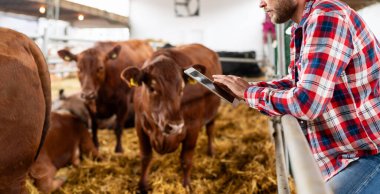 Tabletli çiftlik sahibi. Çiftçi hayvanlarda dijital tablet kullanıyor, ineklerin arasında duruyor. Bağlı tarım.