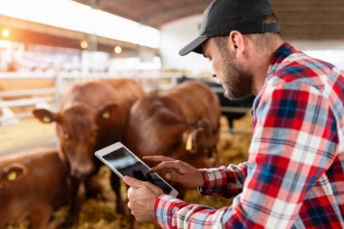 Çiftçi hayvanlarda dijital tablet kullanıyor, ineklerin arasında duruyor. Bağlı tarım.