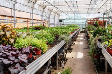 Bitkileri ve ev çiçekleri olan bir fidanlık. Bahçe işleri konsepti. 