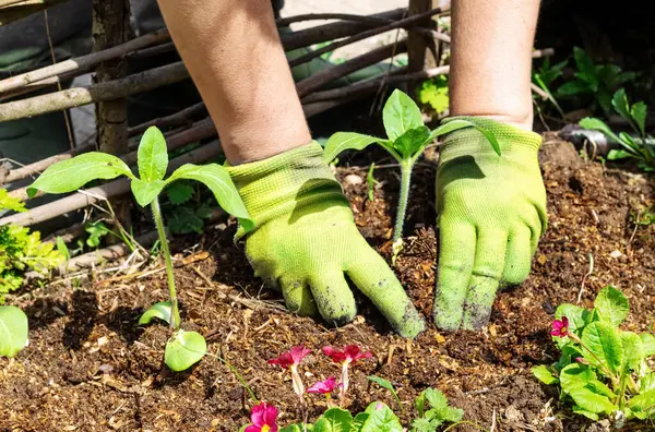 Hands in green garden gloves planting sun flower seedlings in a garden.