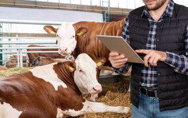 Çiftlik hayvancılığında yapay zeka teknolojisi. Modern çiftçi çiftlik hayvanları için dijital tablet kullanıyor..