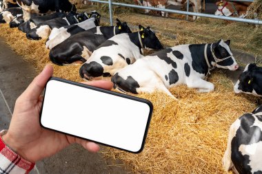 Çiftçi, hayvanların durumunu cep telefonuyla izliyor. Çiftlikteki ineklerin önünde boş ekranlı cep telefonu..