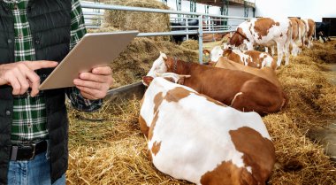 Kalite kontrol mandırası ya da et çiftliği. Çiftçi, yalancı ineklerin yanında duruyor ve dijital tablet kullanıyor..