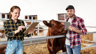 Çiftlikte çalışan bir çift çiftçi dijital tablet ve kablosuz akıllı teknoloji kullanarak hayvanların sağlığını kontrol ediyor..