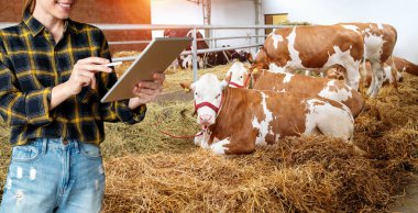Dijital tabletli genç kadın tarım işçisi çiftlik hayvanlarının verimliliğini izliyor.