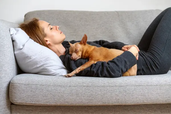 Küçük sevimli köpek sahibinin üzerinde yatarken uyuyor. Hayvan bakımı ve aşk. Gerçek bir ev hayatı. Köpek oyuncağı Terrier cinsi..