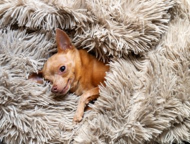 Oyuncak Terrier cinsinin küçük köpeği kabarık bir battaniyenin üzerinde dinleniyor..