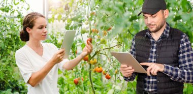 Çiftçi ve kalite kontrol müfettişi biyolojik sebzelerde tarım serasında çalışıyor..