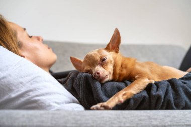 Hayvan yaşlanma süreci. Oyuncak Terrier köpeği uyuyan sahibine uzandı. Birliktelik ve evcil hayvanlar için sevgi.
