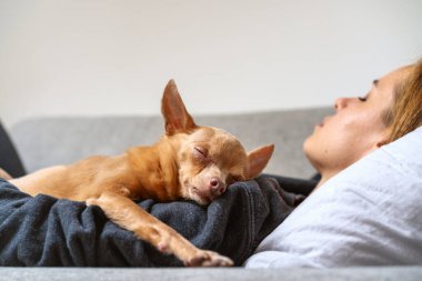 Woman and Toy Terrier napping together on sofa at home. Small dog lying down on its owner and sleep. Real life.