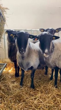 Sheep farm. Vertical footage of sheep in paddock. 