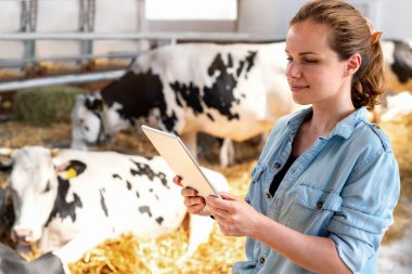 Kadın bir çiftlik hayvanı yetiştiricisi çiftlik hayvanlarının çiftliğinde bir tablet bilgisayarda çalışıyor..