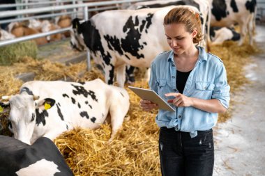 Modern kadın çiftlik hayvanları yetiştiricisi, hayvanlardan bulut verileri toplamak için dijital tablet kullanarak mandıra çiftliğinde çalışıyor. tarımda akıllı teknoloji.