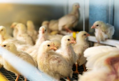 Dekalb White 'ın kümes hayvanları içindeki seçici odaklı yakın çekim fotoğrafçılığı.