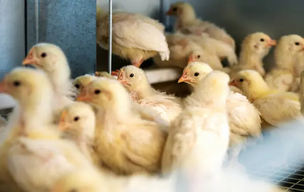 Dekalb White 'ın kümes hayvanları içindeki seçici odaklı yakın çekim fotoğrafçılığı.