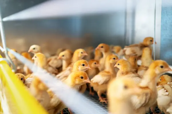 ISA Brown civcivlerinin seçici odaklı yakın plan fotoğrafçılığı.