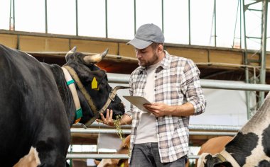 Kafkasyalı çiftçi, dijital tablette bir kontrol listesi kullanarak çiftlik hayvanı çiftliğindeki inekleri görsel olarak inceliyor..
