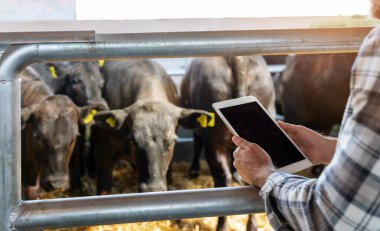 Dijital dönüşüm ve tarımda akıllı mobil teknoloji. Çiftlikteki siyah ineklerin önünde çiftlik işçisinin ellerinde boş dijital tablet ekranı.. 