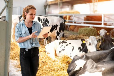 Modern kadın çiftlik hayvanı yetiştiricisi, sığırlarını, veri kaydetmek ve sürü sağlığını yönetmek için dijital bir tablet kullanarak kapalı alanda teftiş ediyor..