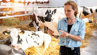 Kadın tarım işçisi, dijital tablet kullanarak çiftlik hayvanlarını inceliyor. Dişi çiftlik sahibi ahırda ineklerin yanında dururken dijital ekrana parmağıyla dokunuyor..