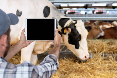 Çiftlik hayvancılığı için dijital ve mobil çözümler. Süt çiftliğindeki ineklerin önünde çiftçinin elinde dijital tabletin boş bir ekran görüntüsü.. 