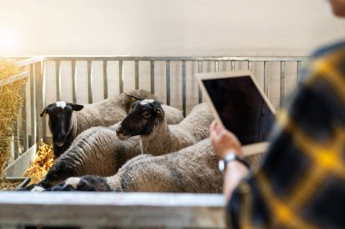 Çiftlik hayvancılığında dijital dönüşüm. Bulanık dijital tablet otlaktaki koyunların önünde tarım müfettişlerinin ellerinde..