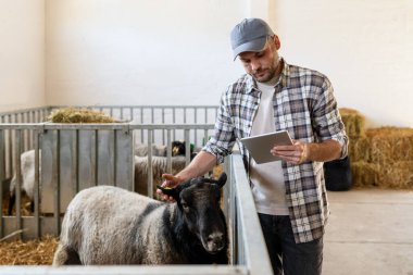 Dijital tabletli bir tarım işçisi çiftlik hayvanlarının çiftliğindeki koyunların kulaklıkları hakkındaki bilgileri kontrol ediyor.. 